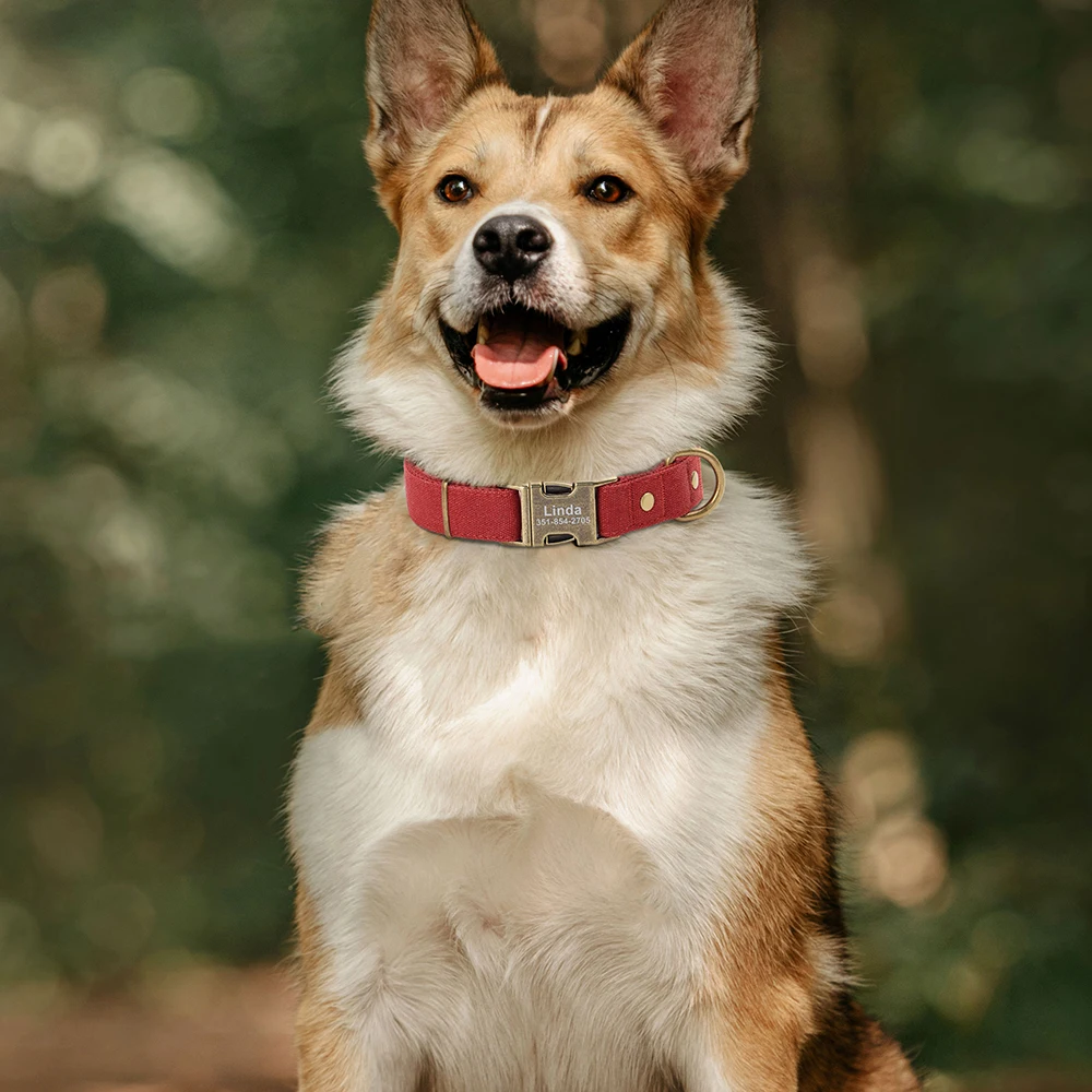 Coleira Personalizada para Cães de Nylon com Gravação Gratuita - Image 5