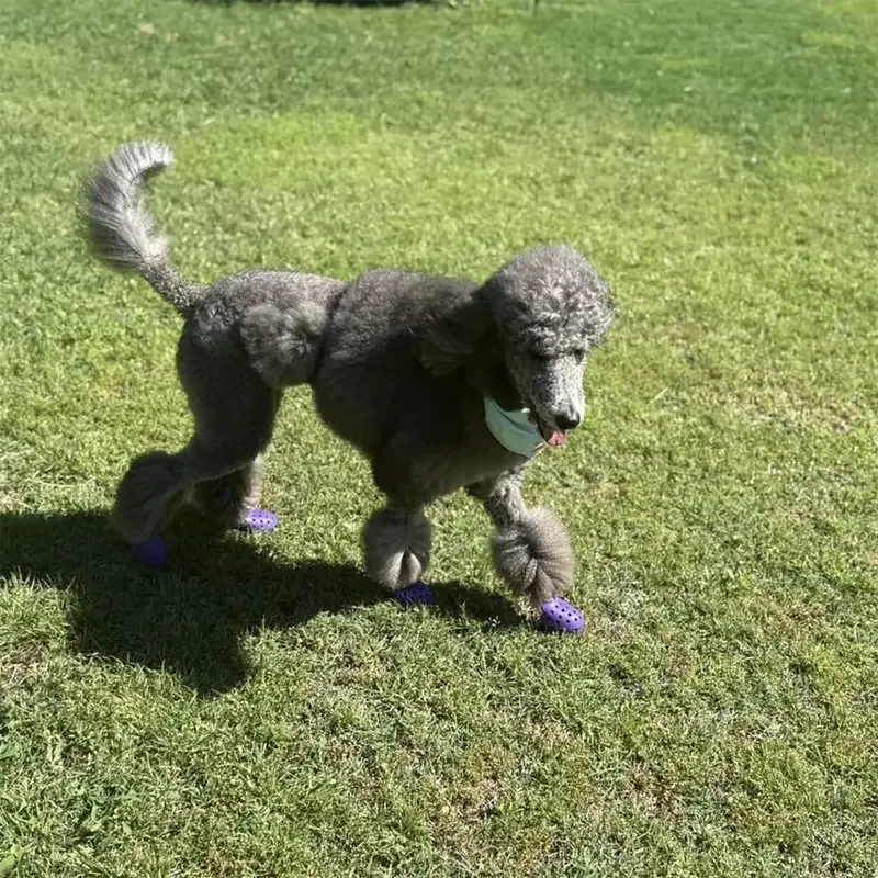 Sapatos de Silicone para Cães Pequenos e Médios Antiderrapantes - Imagem 3