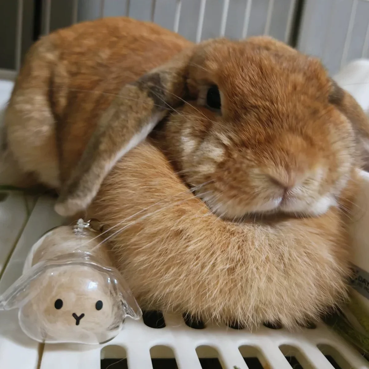 Chaveiro Porta-Pelos para Coelhos Transparente - Imagem 3