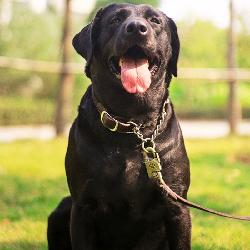 Benepaw Martingale para Cães de Couro com Corrente de Aço Inoxidável - Imagem 2