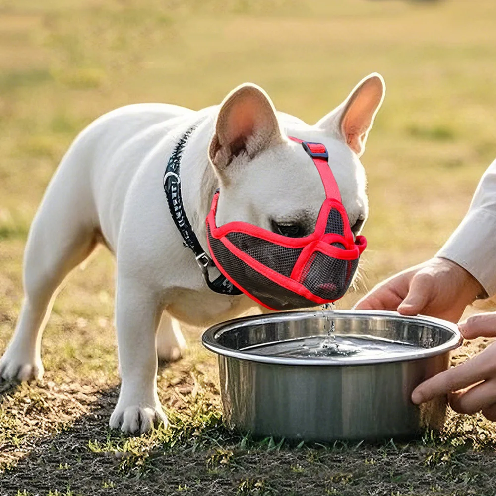 focinheira ajustável para bulldog francês