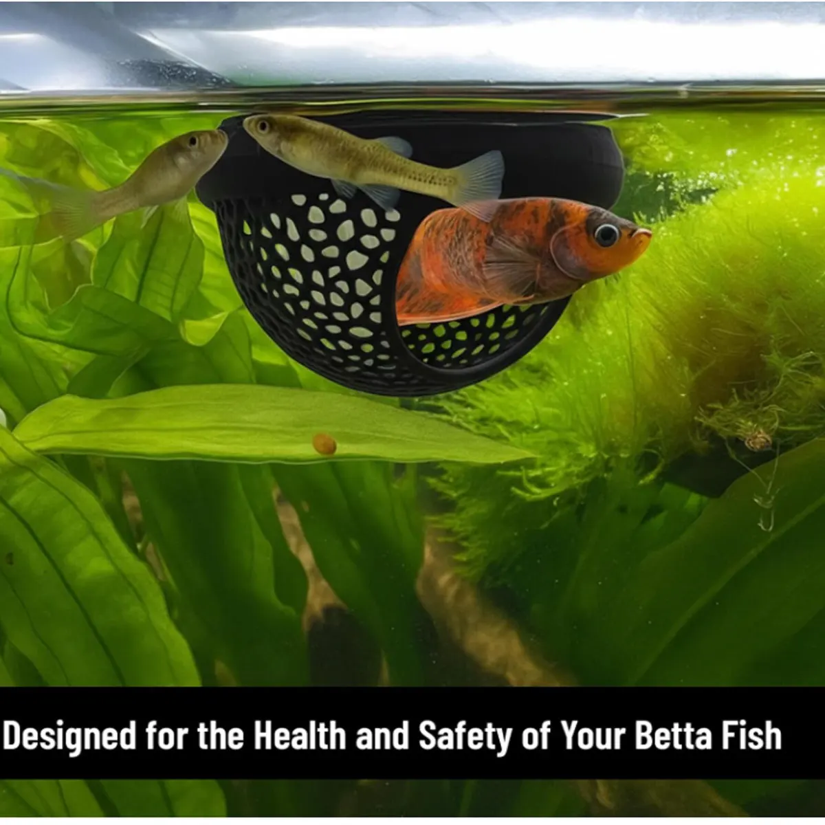 Cama Flutuante para Peixe Betta em Malha Macia - Imagem 4
