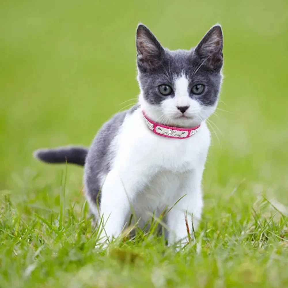 Plaqueta de Identificação para Cães e Gatos Pequenos e Médios de Aço Inox Gravável - Imagem 4