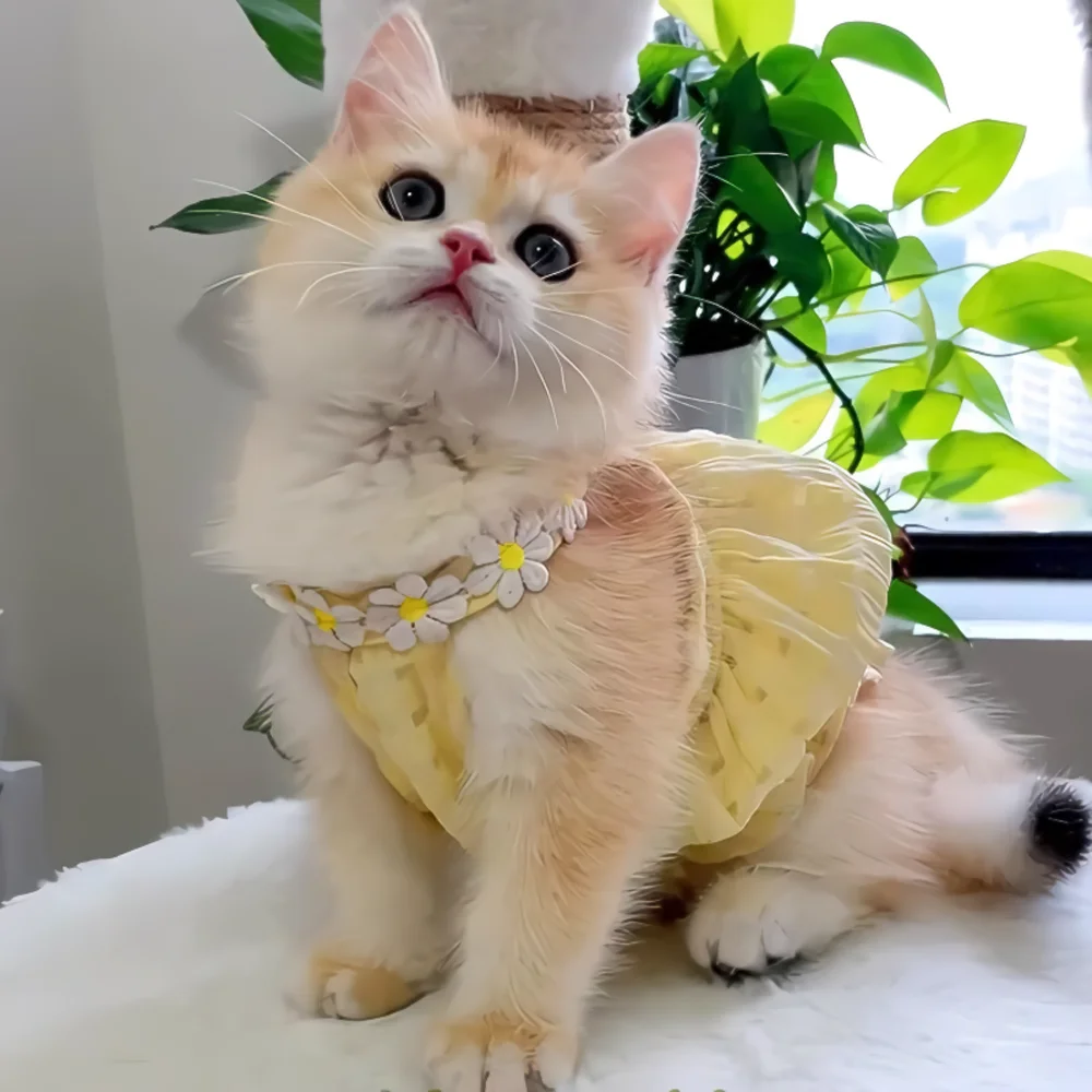 vestido floral para cães pequenos