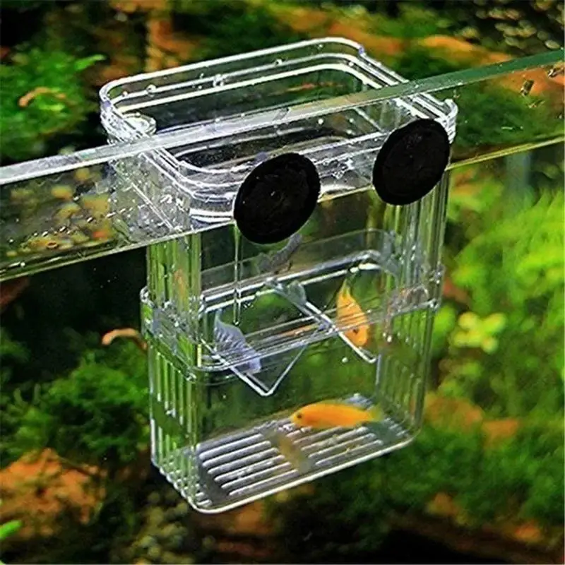 Caixa de Criação para Peixes Transparente com Ventosa Tamanho L - Imagem 3