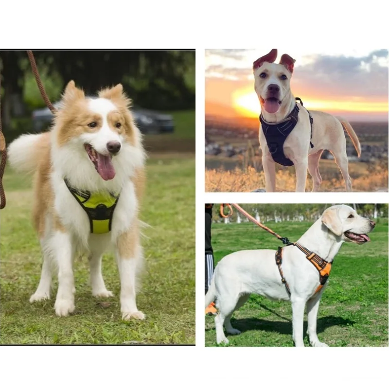 Coleira para Cães Médios e Grandes Ajustável - Imagem 2