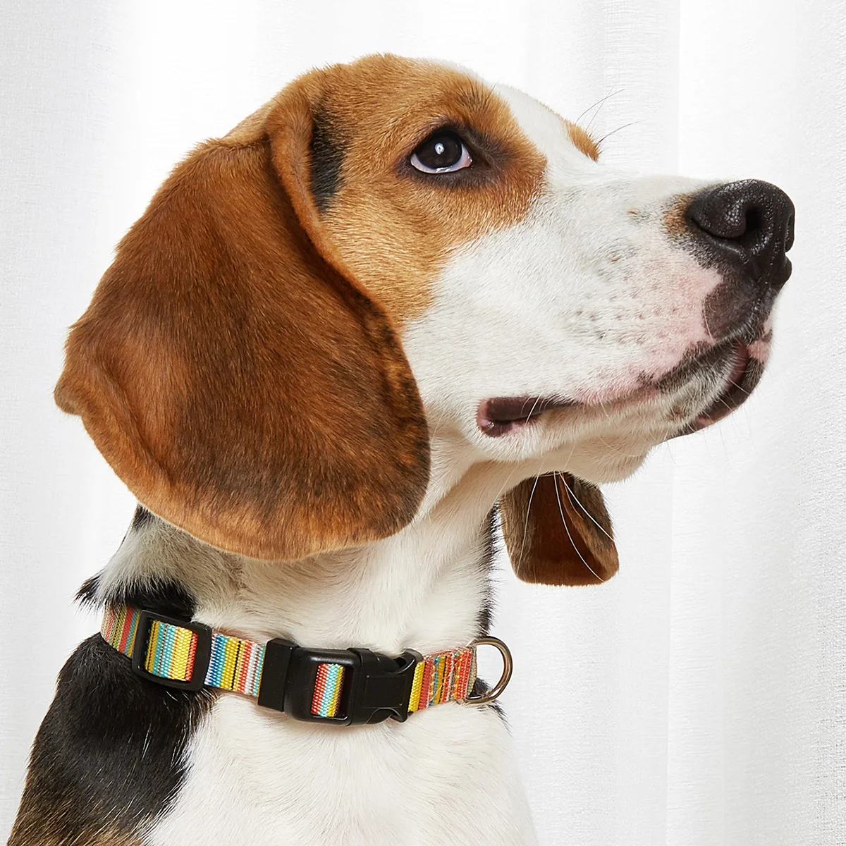 coleira de nylon para cães