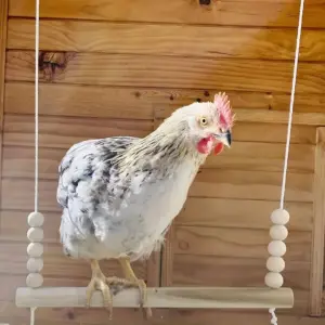 balanço de madeira para pássaros