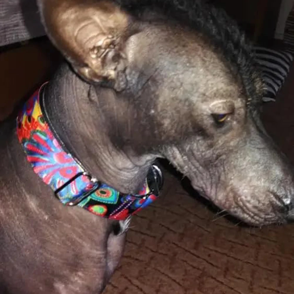 Coleira Martingale para Cães Ajustável de Poliéster Resistente a Rasgos - Imagem 2