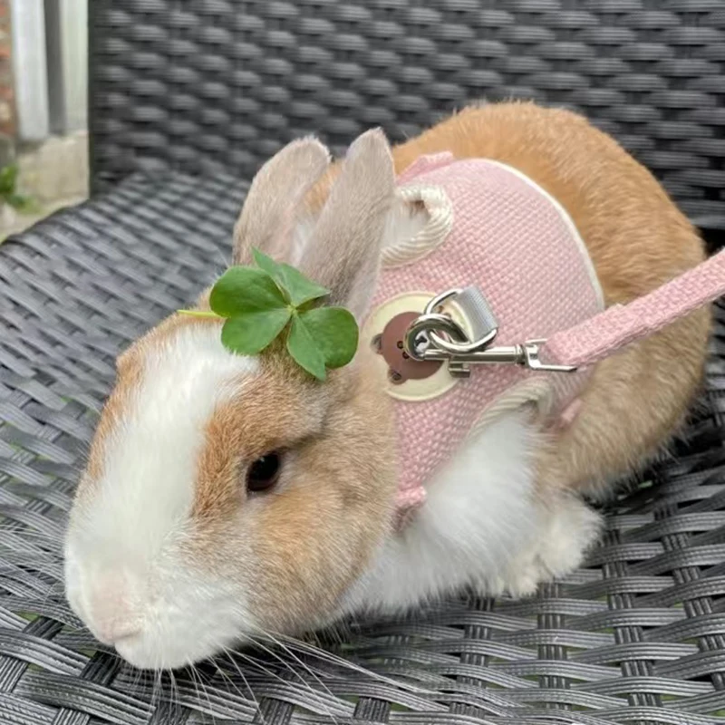 Coleira e Guia para Gatos e Coelhos com Estampa de Desenho Animado - Imagem 5