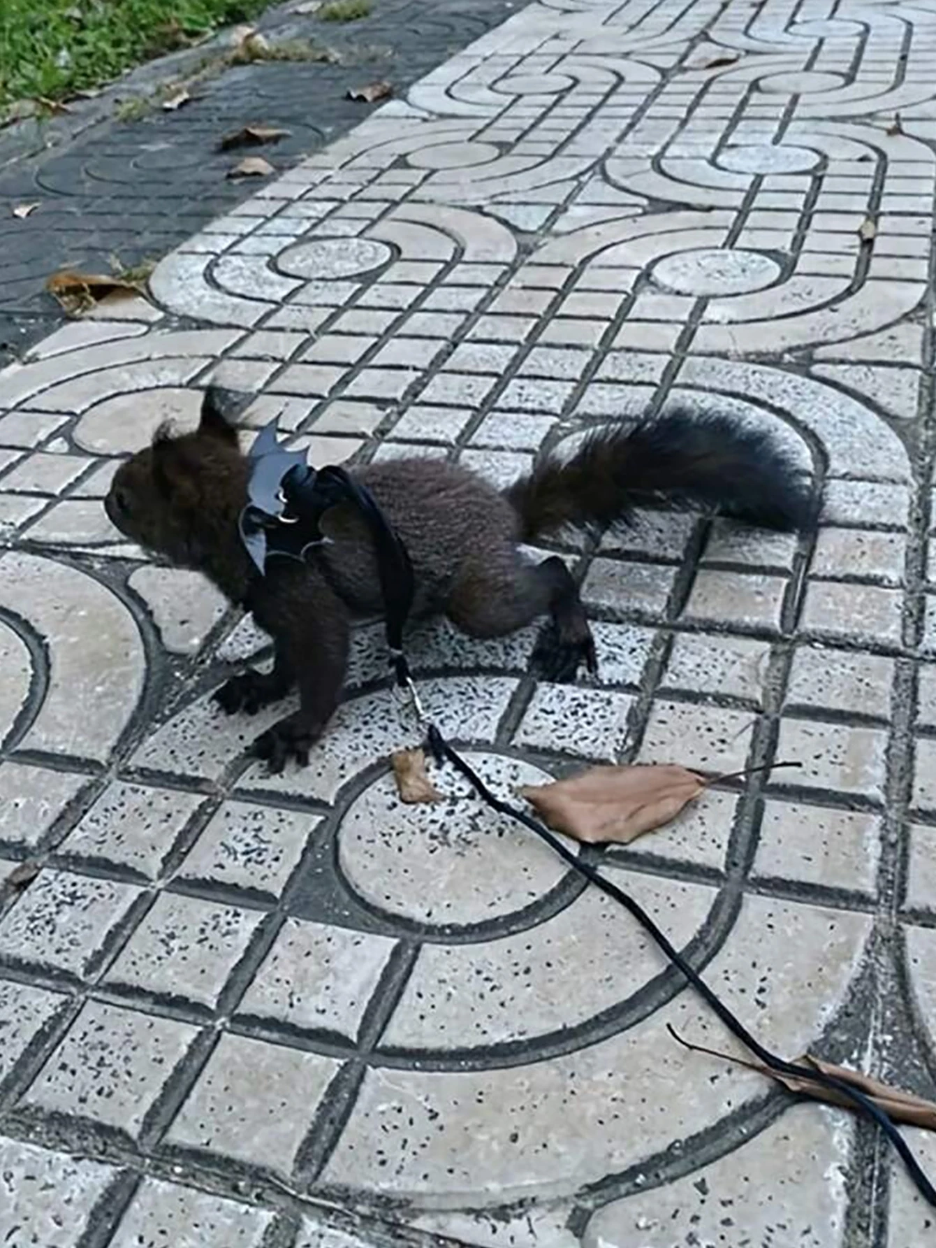 Colete para Hamster e Rato com Alças Ajustáveis para Passeio - Imagem 3