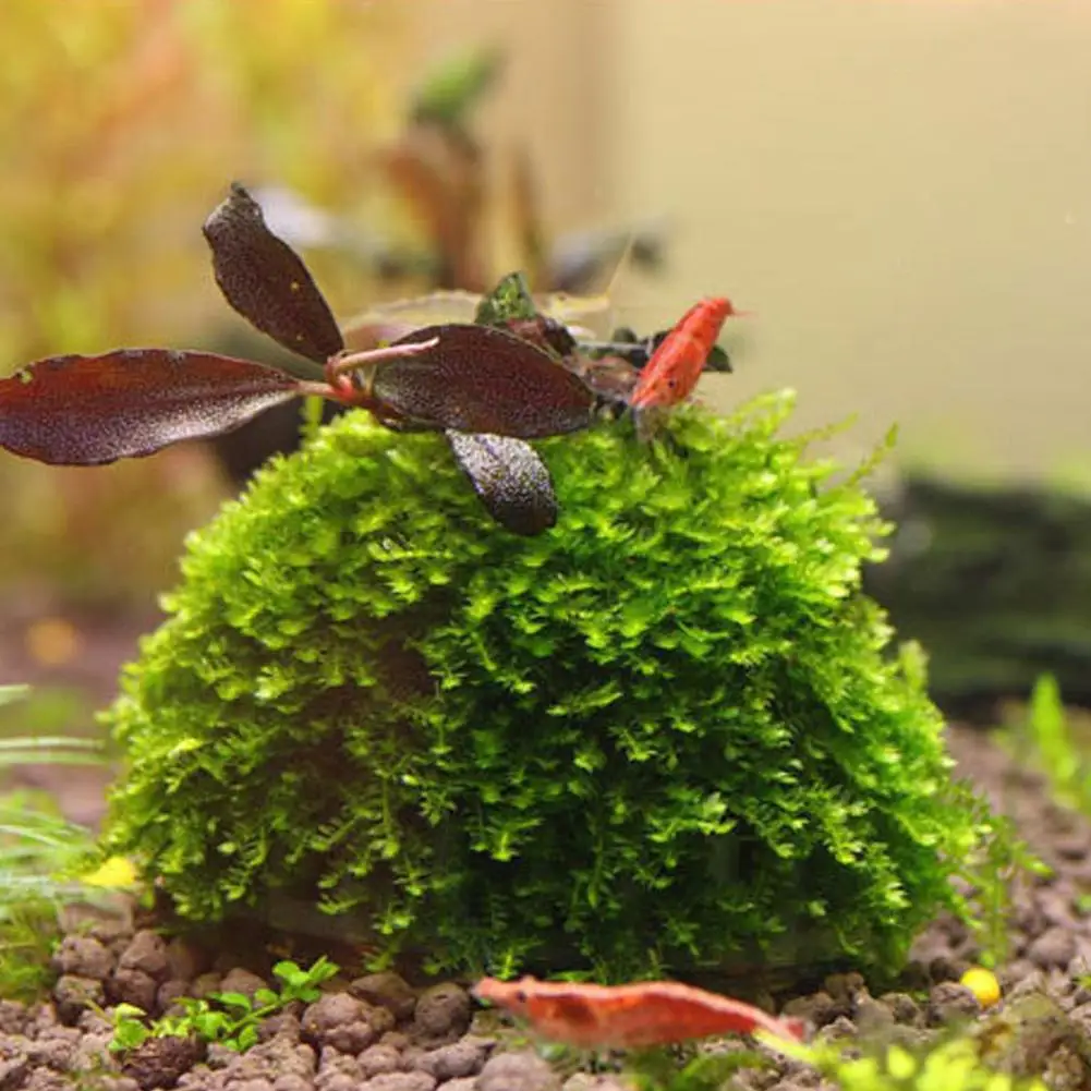 Suporte para Musgo de Aquário de Plástico Transparente 5x3 cm para Tanque de Peixes - Imagem 5