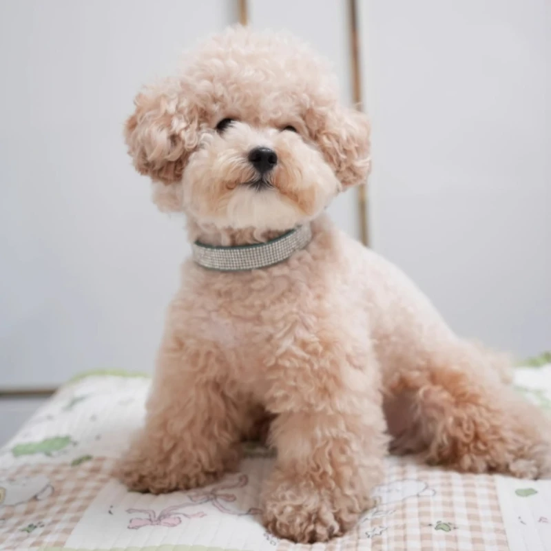 Coleira para Cães e Gatos de Couro com Strass Brilhante - Imagem 5