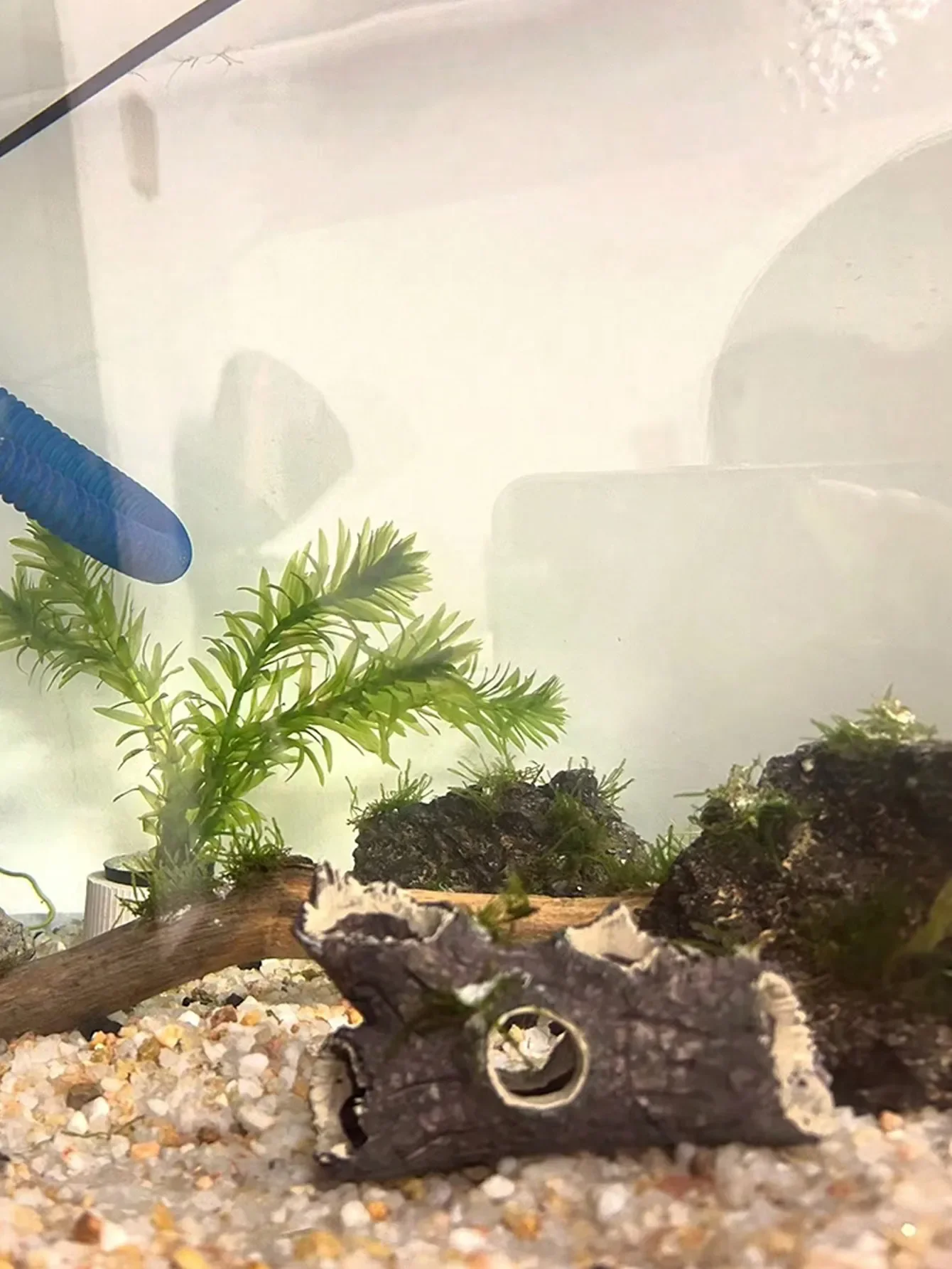Galho de Árvore para Aquário Marrom 10 cm Esconderijo para Peixes - Imagem 3