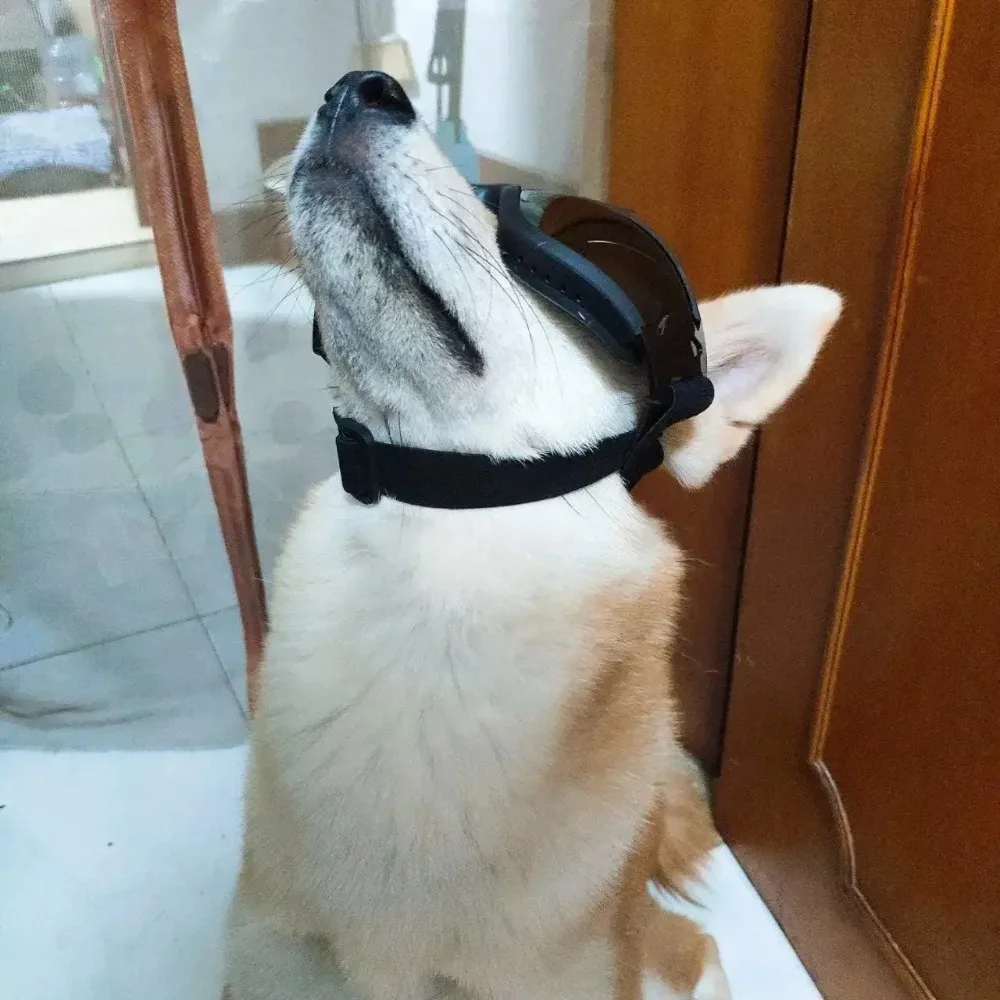 Óculos de Sol para Cães com Alça Ajustável e Proteção UV - Image 3