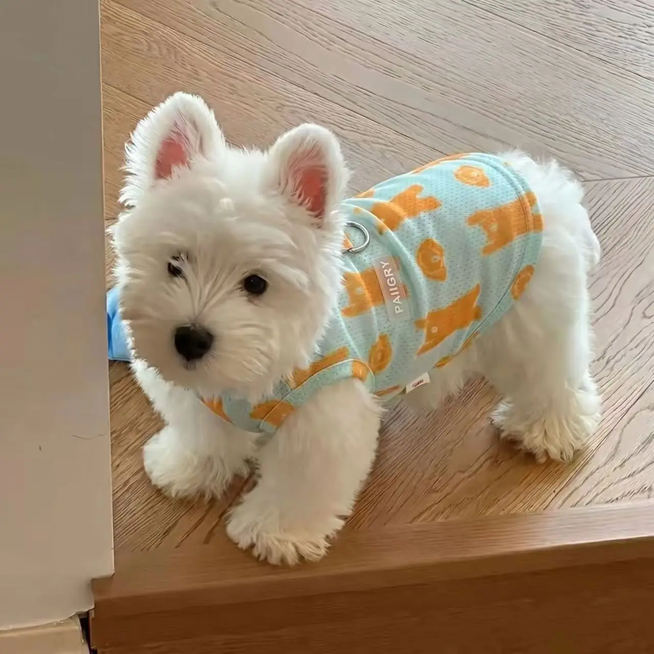 Roupa de Verão para Cães com Chapéu, Proteção Solar Respirável - Image 3