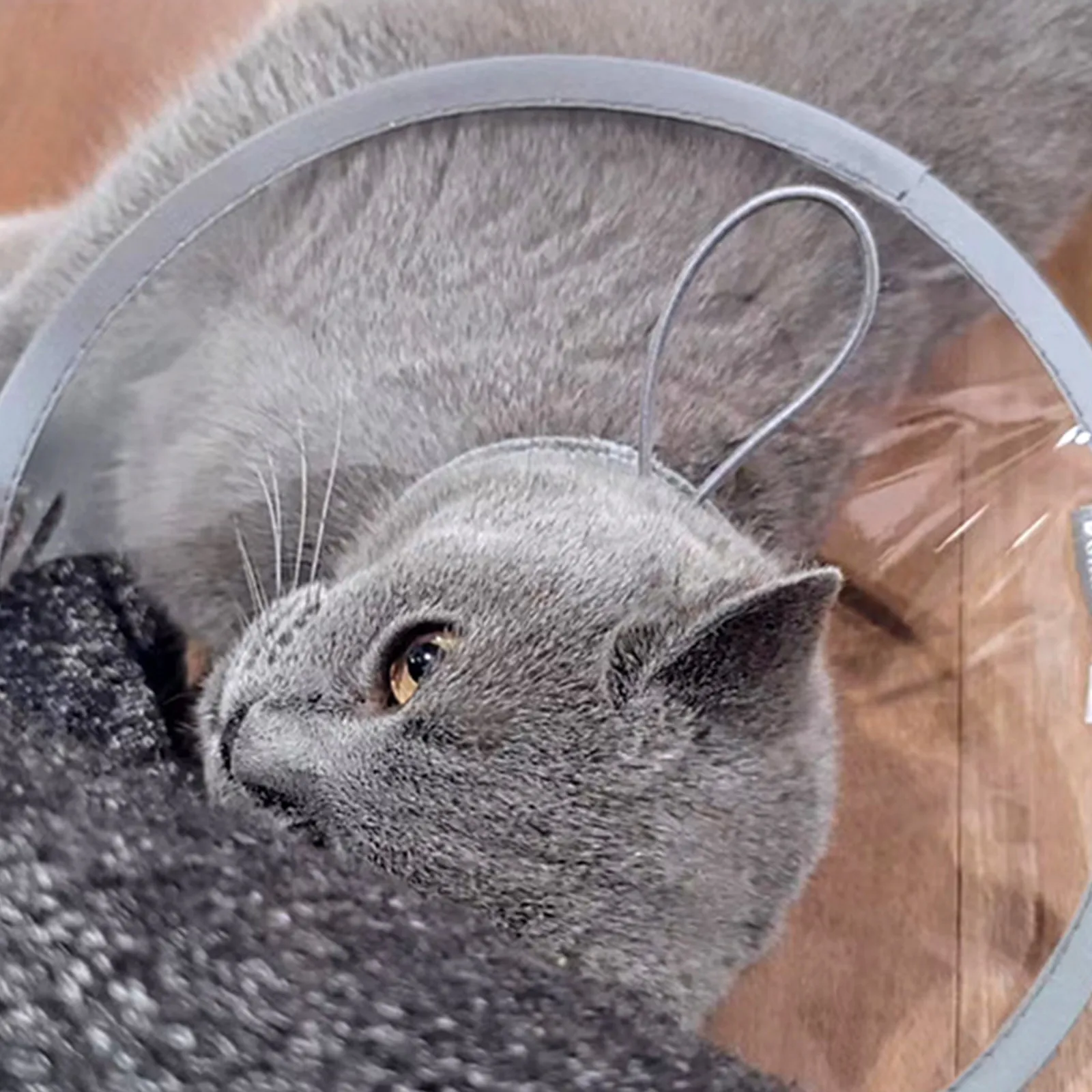 Coleira de Recuperação para Gatos de Seda Ajustável e Leve - Imagem 5