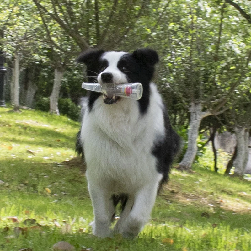 Brinquedo para Cães Garrafa de Cerveja com Bola de Tênis e Som - Imagem 5
