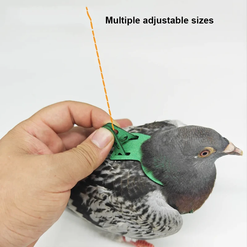 Coleira e Guia para Pássaros: Papagaio, Pombo, com Corda de Tração Resistente - Imagem 4