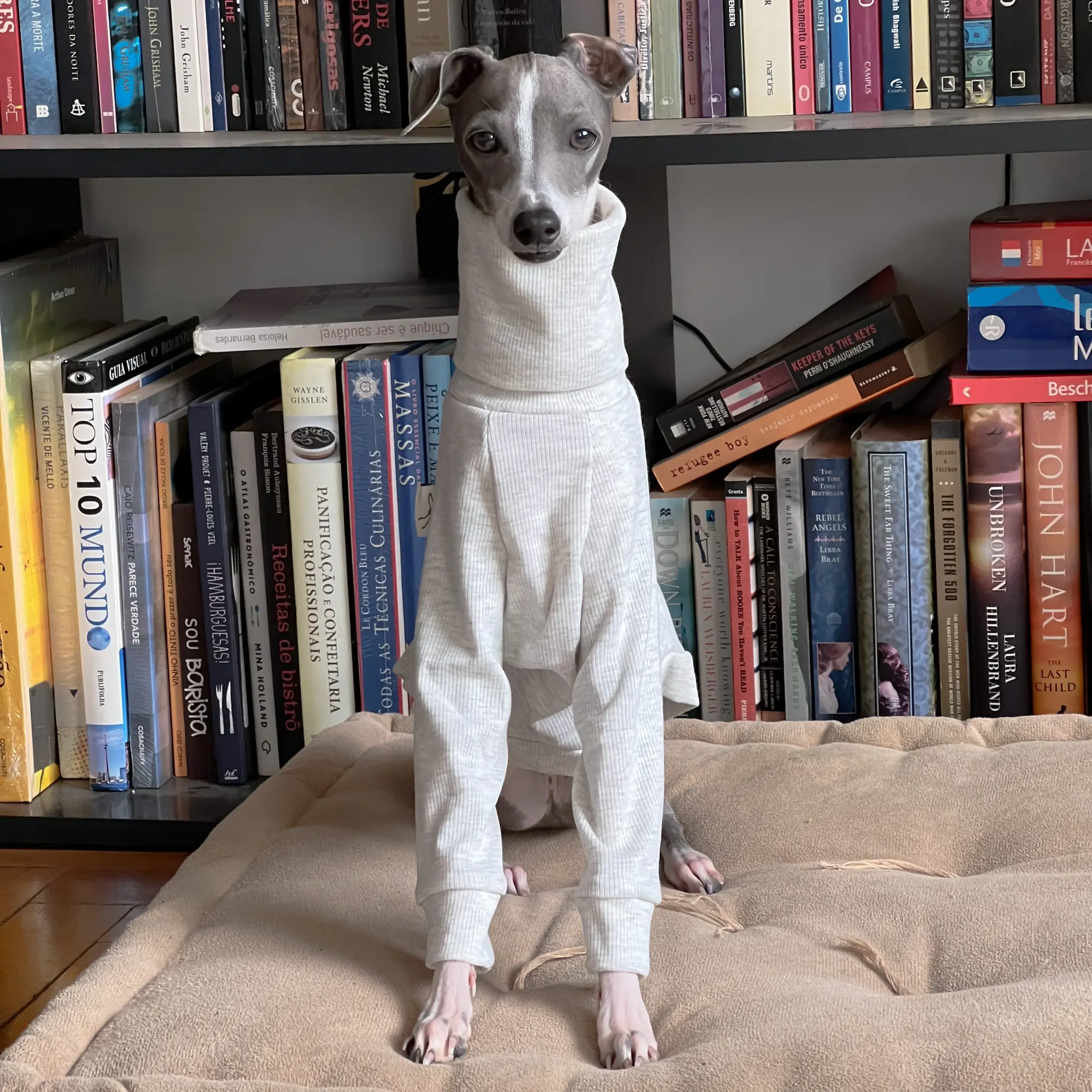 Roupa Biped Algodão Cinza para Whippet e Galgo Italiano - Image 2