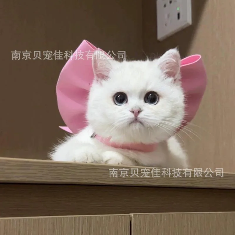 coleira laço para gatos