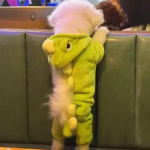 roupa de lã macia para cães pequenos com capuz