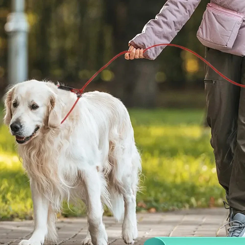 Coleira Deslizante para Cães de Aço Inoxidável com Alça Macia - Imagem 6