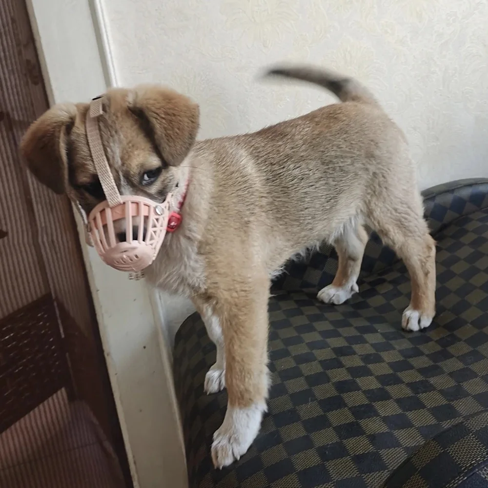 Focinheira Ajustável para Cães Médios e Grandes de 8 a 35 kg - Imagem 5