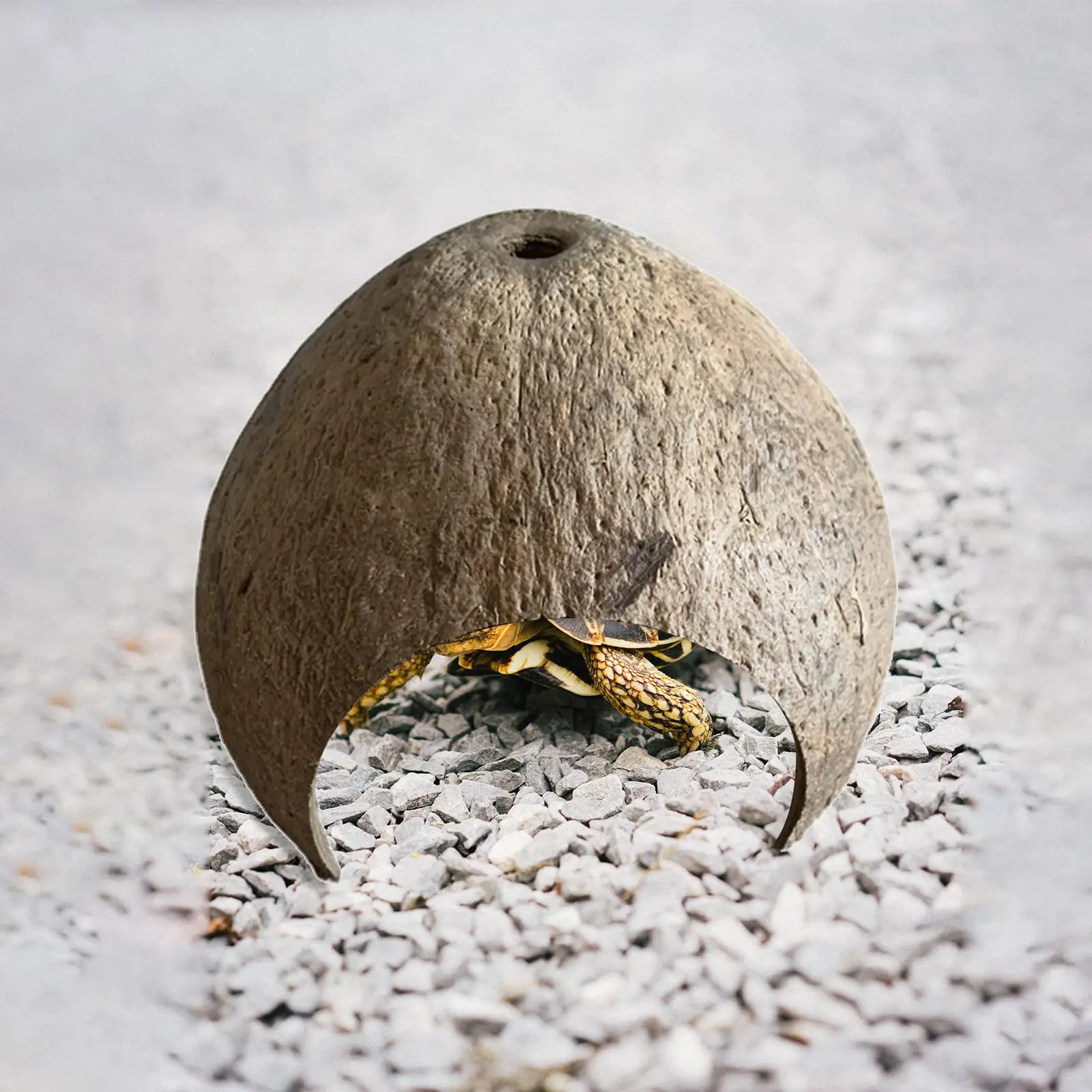 Toca de Coco para Répteis e Caranguejos Eremitas com Abertura - Imagem 3