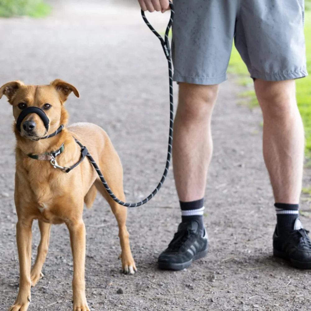 Coleira Guia para Cães de Nylon Refletiva com Ajuste de Fivela - Imagem 6