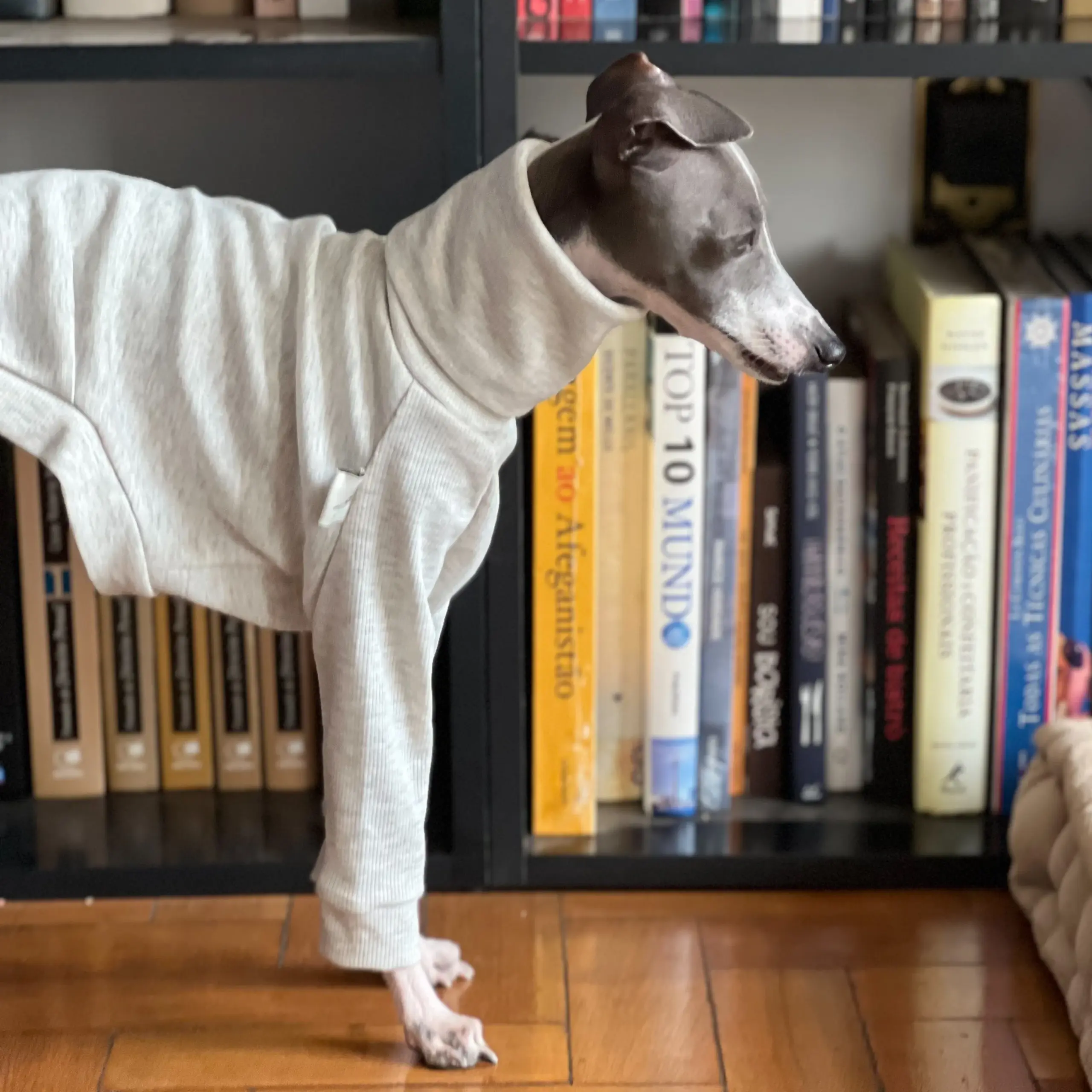 Roupa Biped Algodão Cinza para Whippet e Galgo Italiano - Image 3