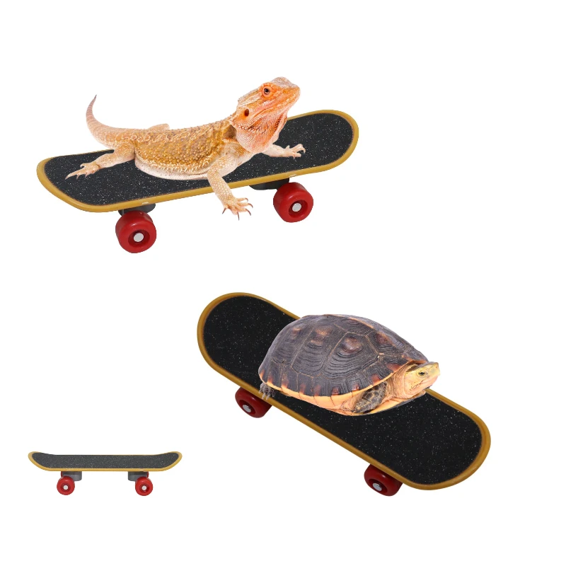 mini skate para tartarugas