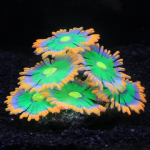 coral de silicone para aquário