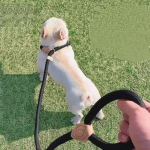 trela de nylon ajustável para cães