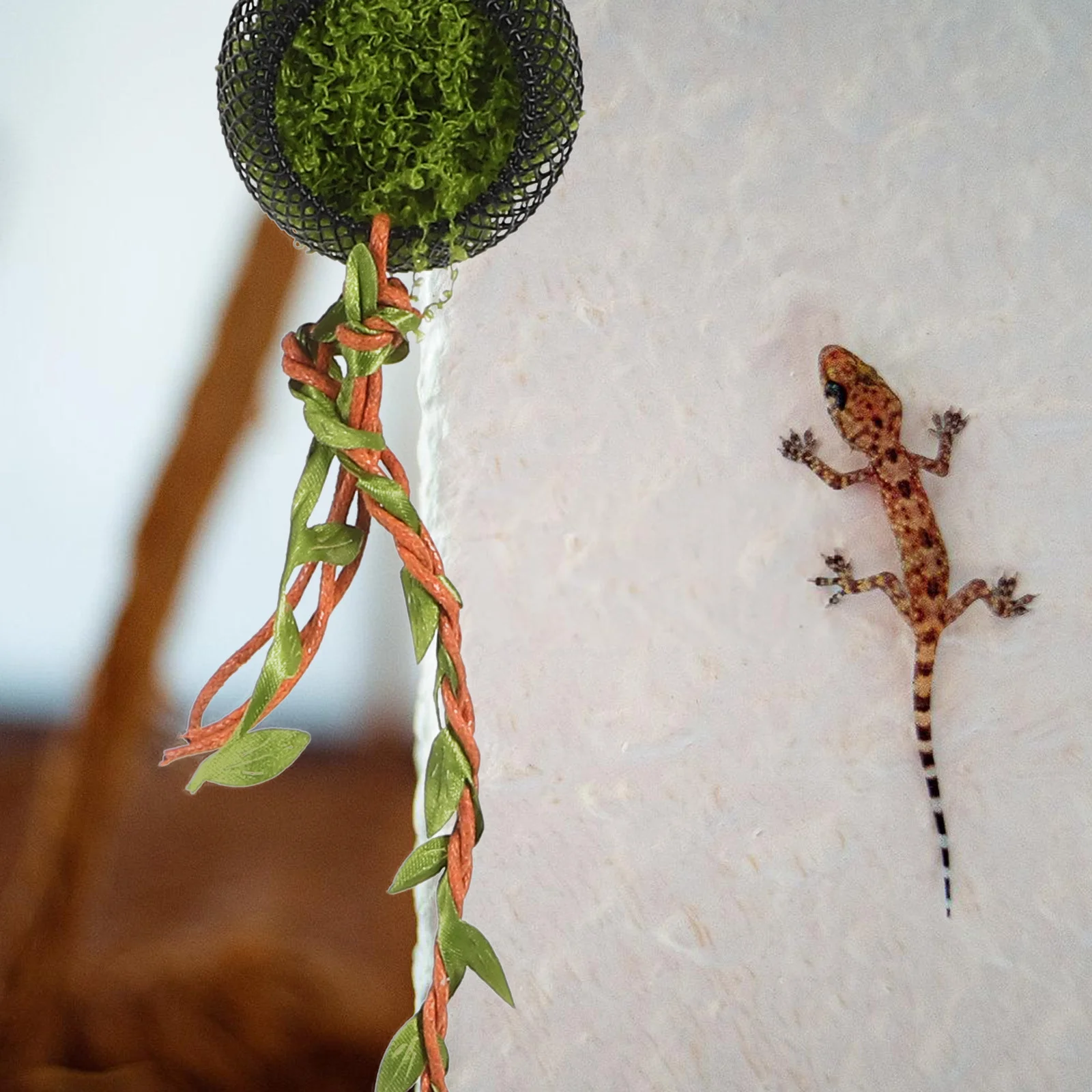 Abrigo para Aranha Saltadora de Videira Natural 37 cm - Imagem 6