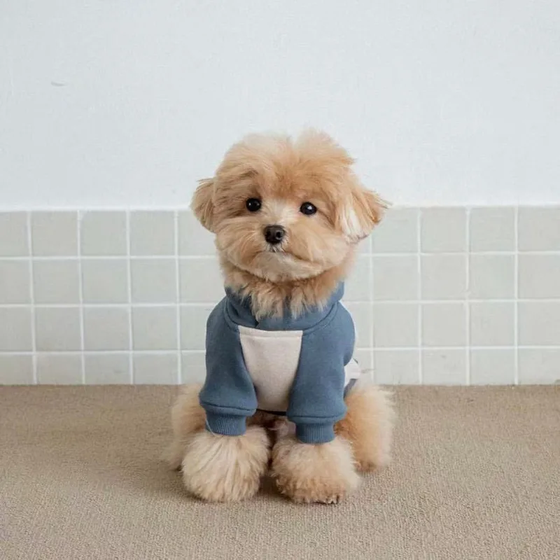 Moletom para Cães de Lã para Cães Pequenos e Médios - Imagem 4