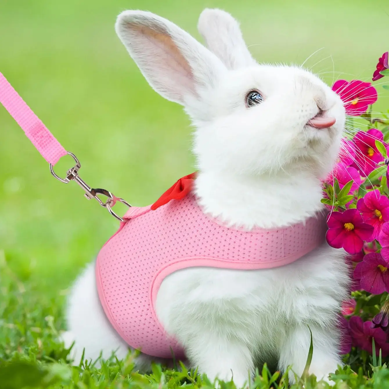 Colete Acolchoado para Coelhos e Roedores Pequenos com Ajuste no Peito - Imagem 2