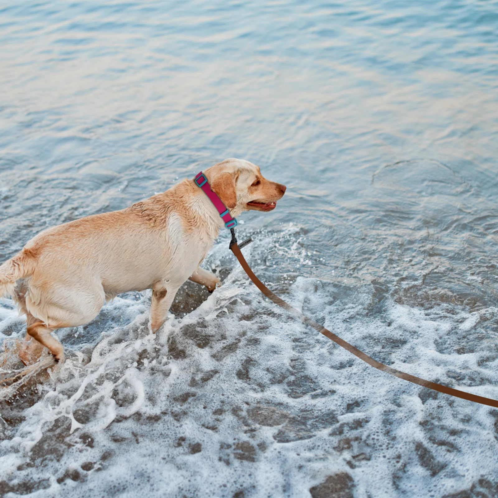 Coleira Longa de PVC para Cães Pequenos e Grandes 3M - Imagem 6
