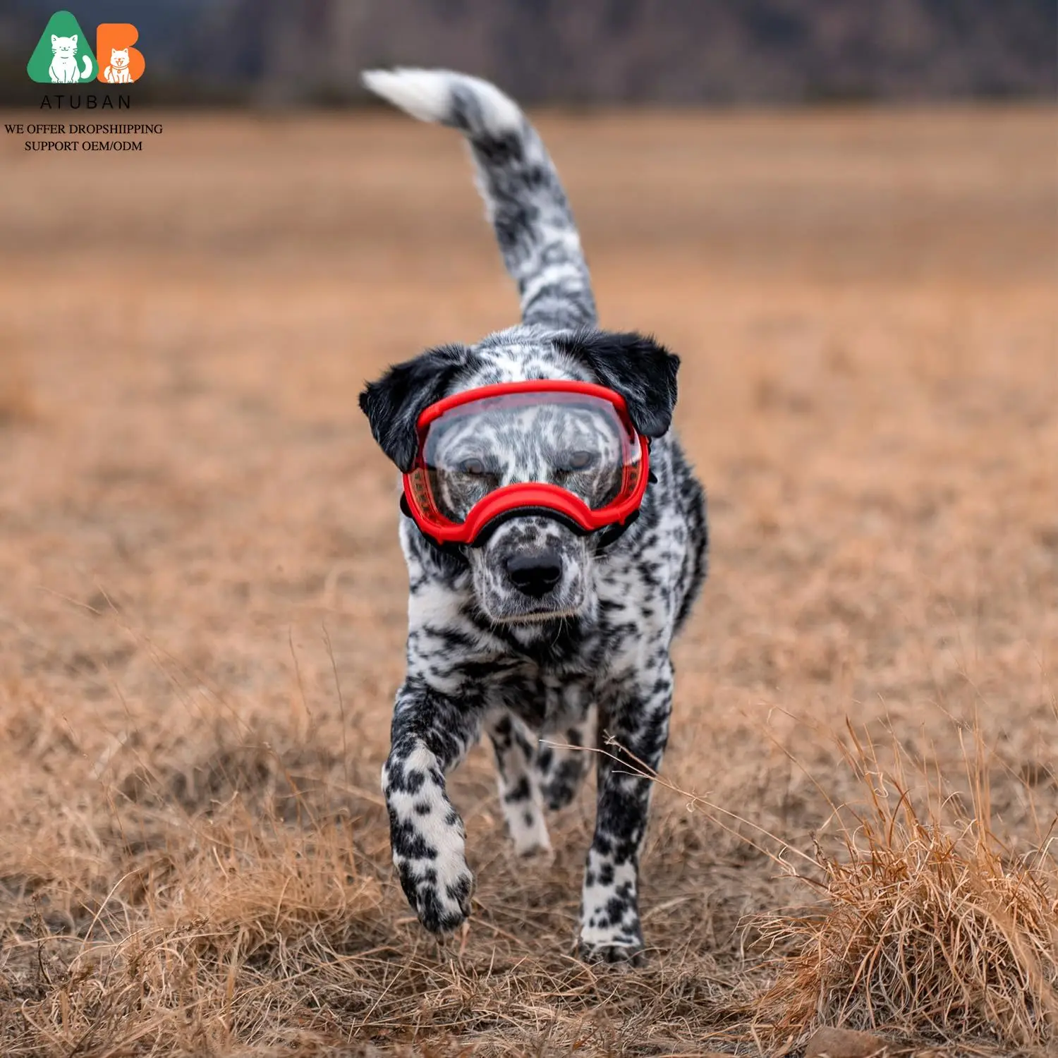 Óculos de Sol para Cães com Proteção UV e Alça Ajustável - Imagem 6