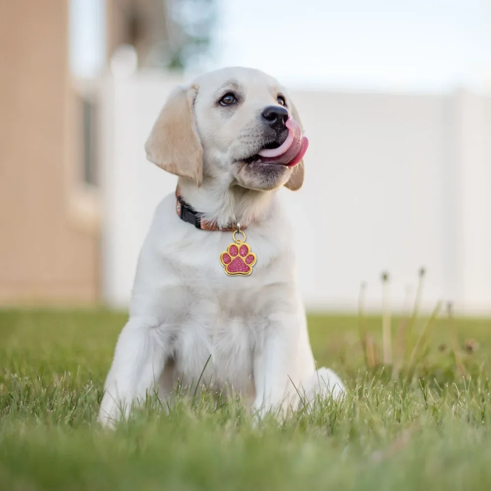 Colar de Identificação para Cães e Gatos de 3 cm com Gravação Personalizada - Imagem 4