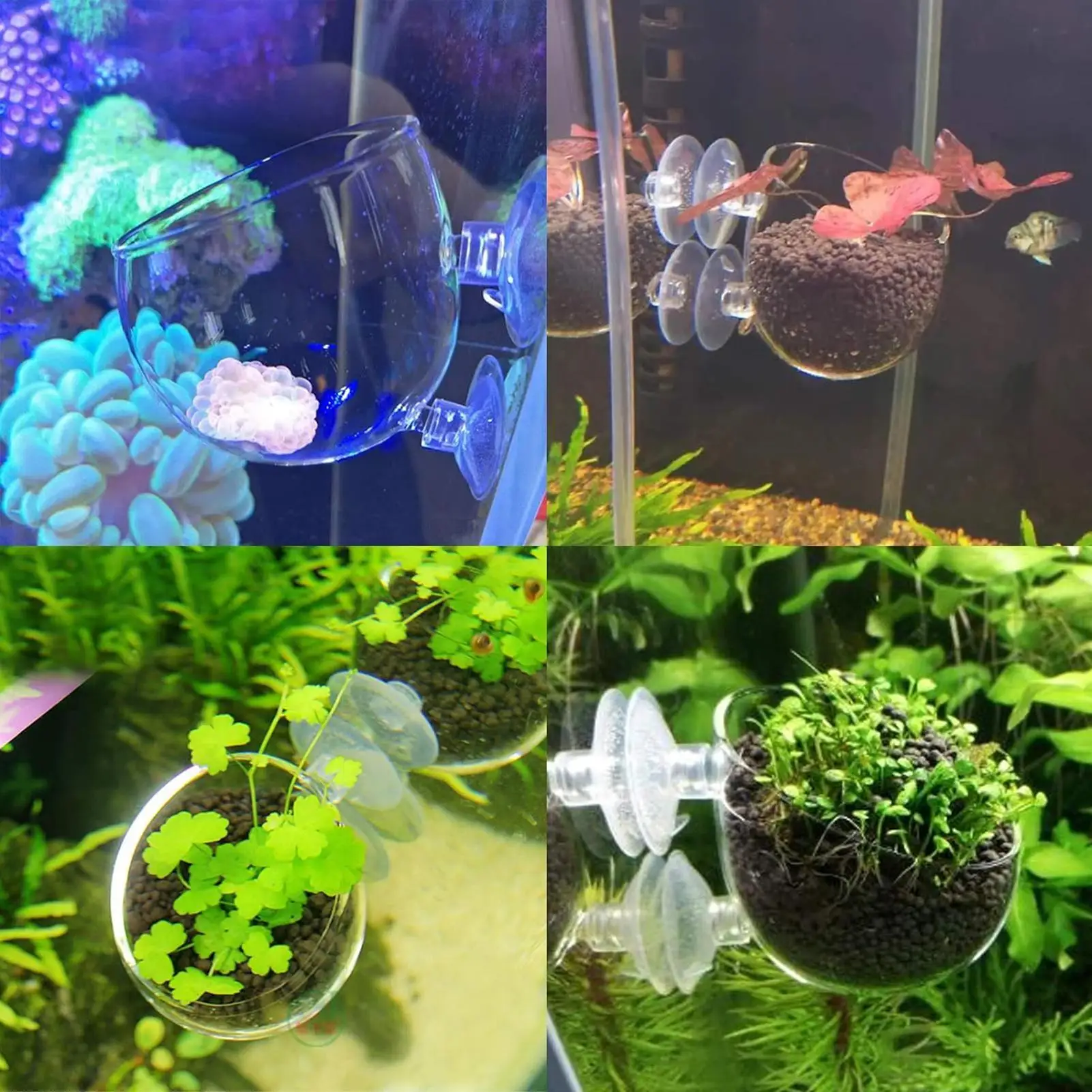 Vaso de Vidro para Plantas de Aquário com Ventosas para Fixar - Imagem 6