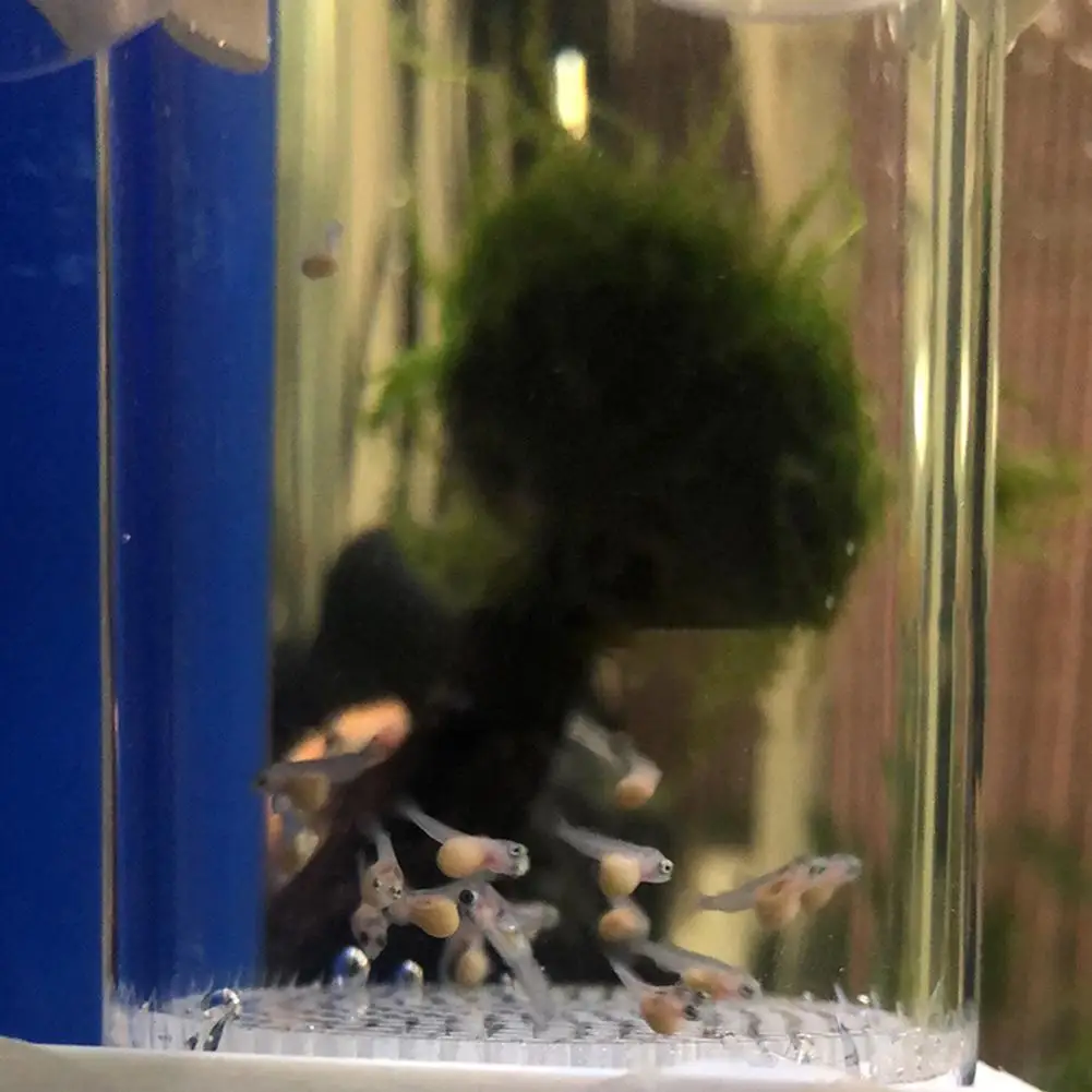 Incubadora de Ovos de Peixe para Aquário 40mm com Ventosas - Imagem 3