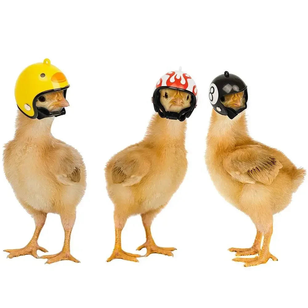 capacete de frango para pássaros pequenos