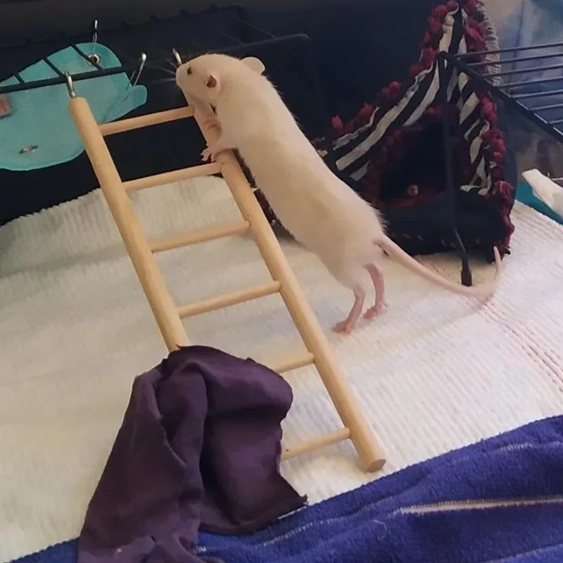 Escada de Madeira para Pássaros e Hamsters para Gaiola - Imagem 6