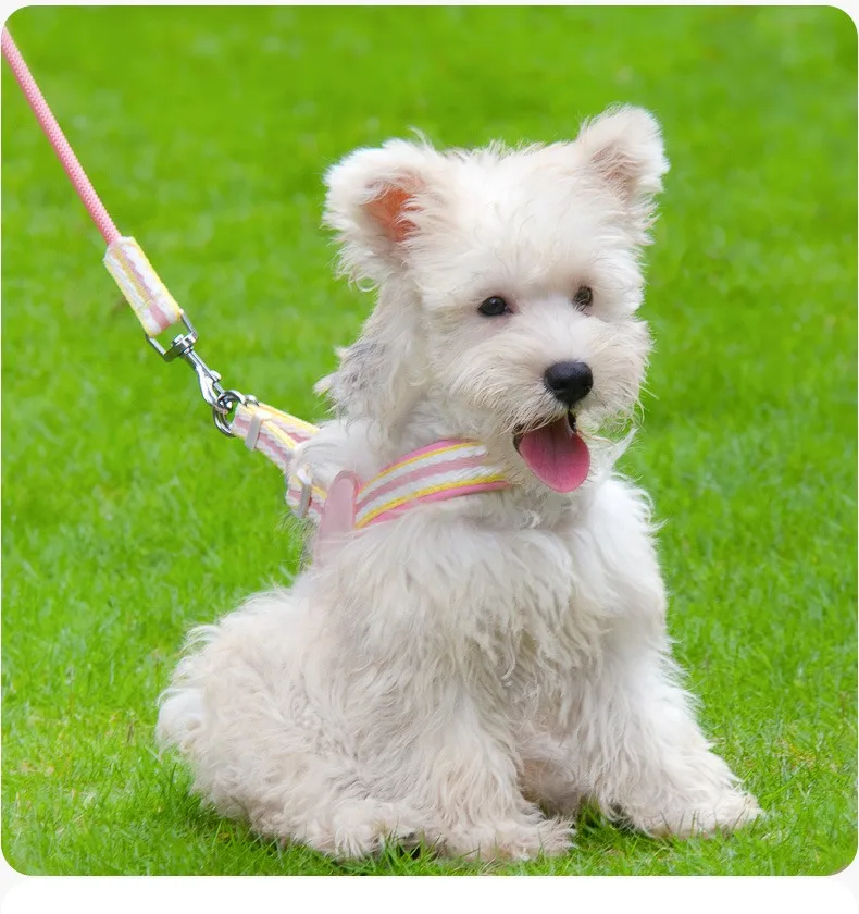 Peitoral e Guia para Cães Pequenos Ajustável Anti-Puxão - Image 6