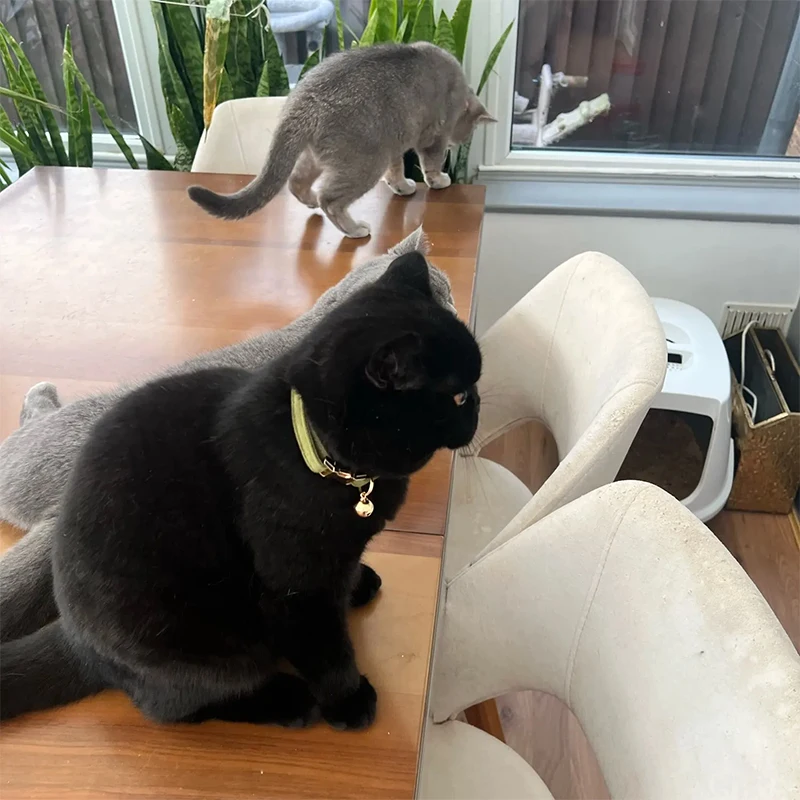 Coleira de Veludo para Gatos com Placa de Identificação Gravada - Imagem 2