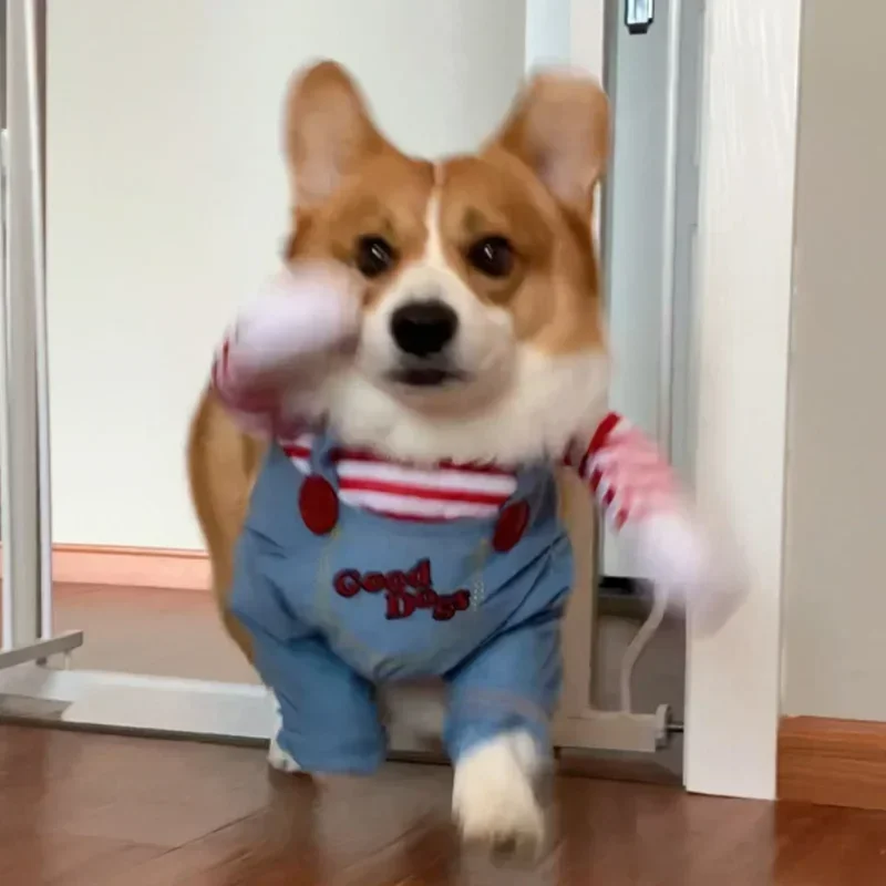 Roupa de Cachorro Cosplay Halloween para Cães Pequenos e Médios - Imagem 4