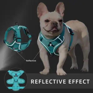 conjunto peitoral e guia para cães pequenos