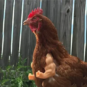 braço de frango para decoração