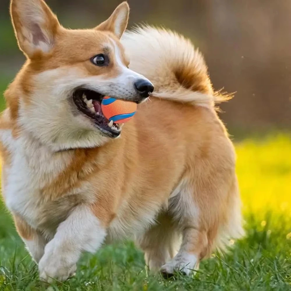 Bola de Borracha Sólida para Cães Elástica e Saltitante - Imagem 4